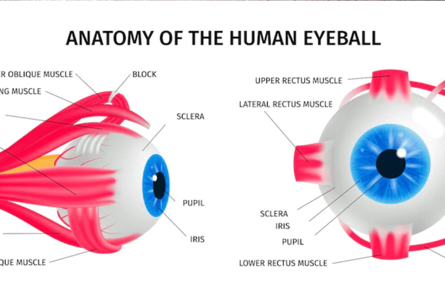 Conheça a anatomia dos olhos e por que é tão importante cuidar deles