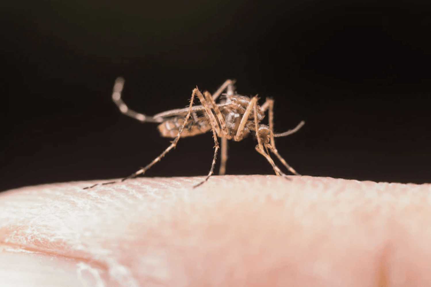 Dengue: saiba como a doença pode afetar a sua visão